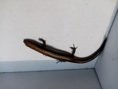 Scincella gemmingeri