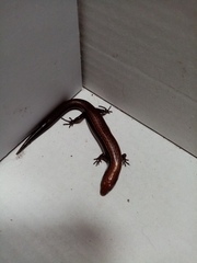 Scincella gemmingeri