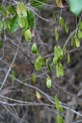 Urceola rosea