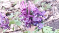 Corydalis solida