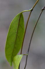 Urceola rosea