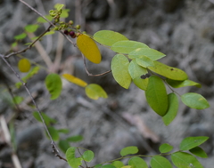 Urceola rosea