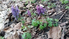 Corydalis solida