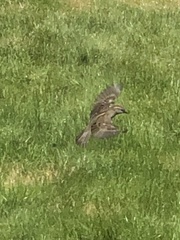 Passer domesticus