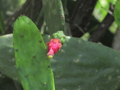 Opuntia mesacantha