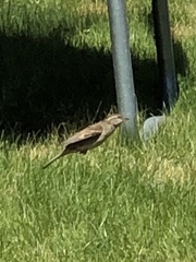 Passer domesticus