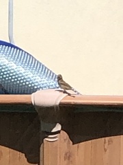 Passer domesticus