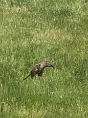 Passer domesticus