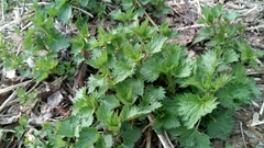 Urtica dioica