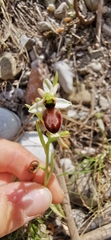 Ophrys exaltata arachnitiformis