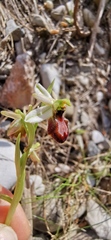 Ophrys exaltata arachnitiformis