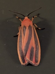 Hypoprepia miniata