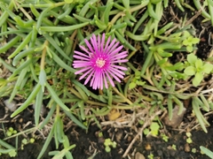 Delosperma leightoniae