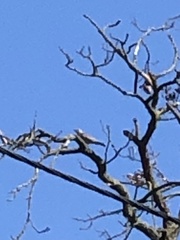 Turdus pilaris