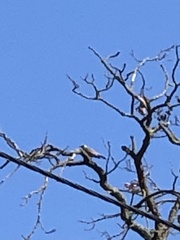 Turdus pilaris
