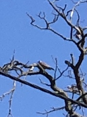 Turdus pilaris