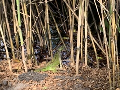 Iguana iguana