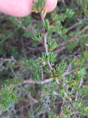 Cliffortia stricta