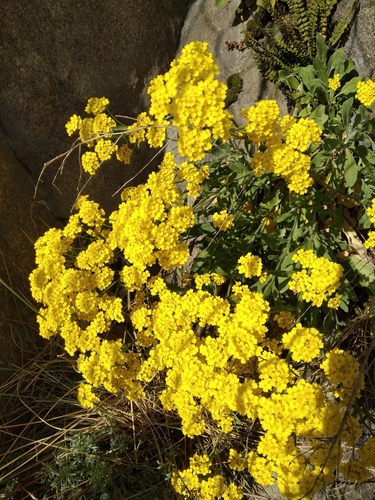 aurinia saxatilis