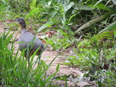 Crypturellus undulatus