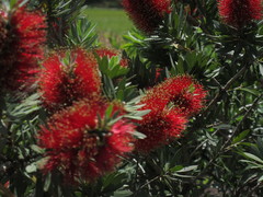 Melaleuca citrina