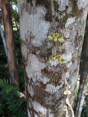 Pera arborea