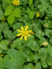 Ficaria verna