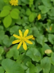 Ficaria verna