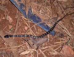 Lycodon travancoricus