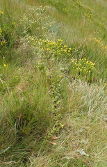 Alepidea amatymbica