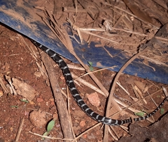 Lycodon travancoricus