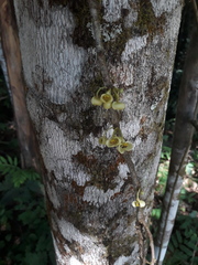 Pera arborea