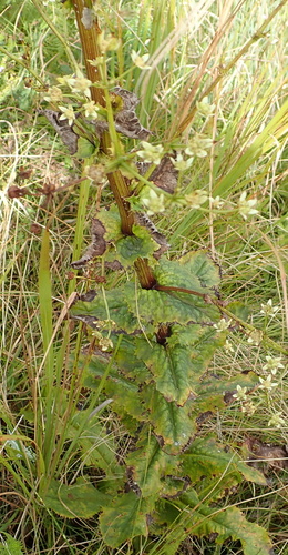 Image of Alepidea amatymbica by no rights reserved