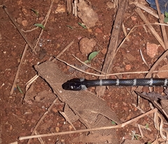 Lycodon travancoricus