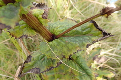 Alepidea amatymbica