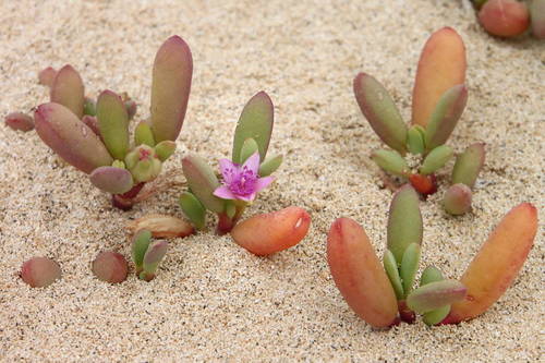 Sesuvium portulacastrum image