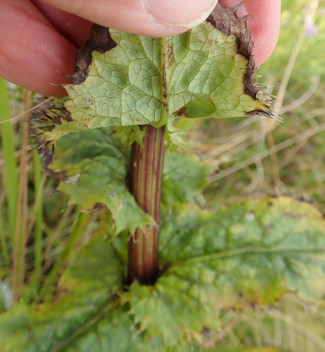 Image of Alepidea amatymbica by no rights reserved
