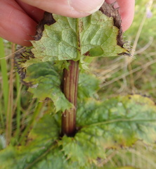 Alepidea amatymbica