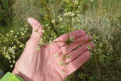 Alepidea amatymbica