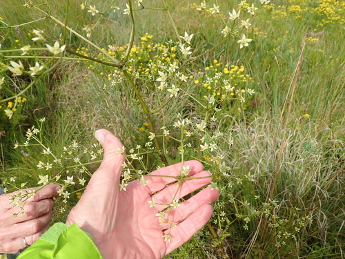 Image of Alepidea amatymbica by no rights reserved