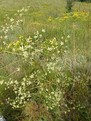 Alepidea amatymbica