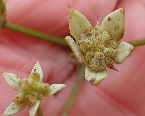 Image of Alepidea amatymbica by no rights reserved