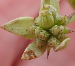 Alepidea amatymbica