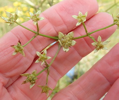 Alepidea amatymbica