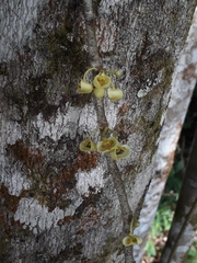 Pera arborea