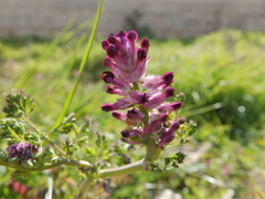 Fumaria officinalis