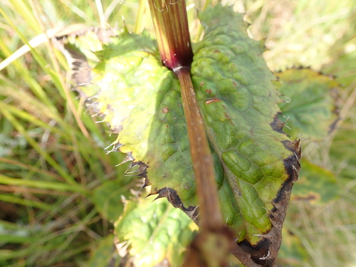 Image of Alepidea amatymbica by no rights reserved