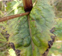 Alepidea amatymbica