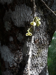 Pera arborea