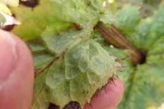 Alepidea amatymbica